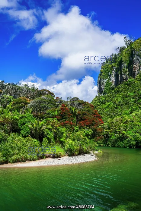 : The Pororari River, Paparoa National Park, Punakaiki, New : The Pororari River, Paparoa National Park, Punakaiki, New