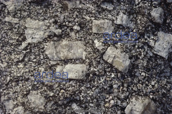 : Porphyritic Granite : Porphyritic Granite