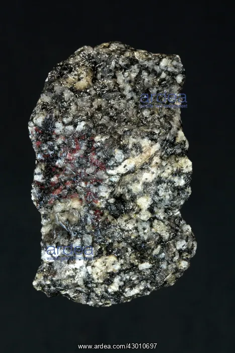 : Porphyroblastic Gneiss : Porphyroblastic Gneiss