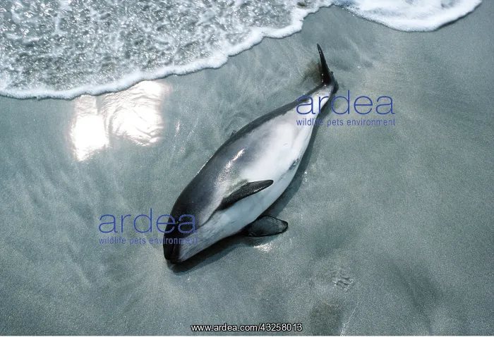 : PORPOISE - Dead on beach : PORPOISE - Dead on beach