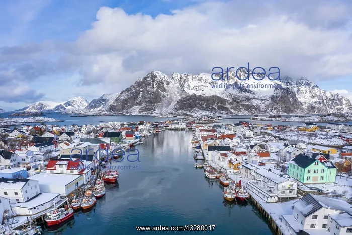: Port in fishing village Henningsvaer, Austv&, x59f8;ya : Port in fishing village Henningsvaer, Austv&, x59f8;ya