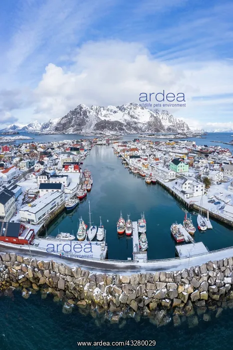  : Port in fishing village Henningsvaer, Austv&, x59f8;ya