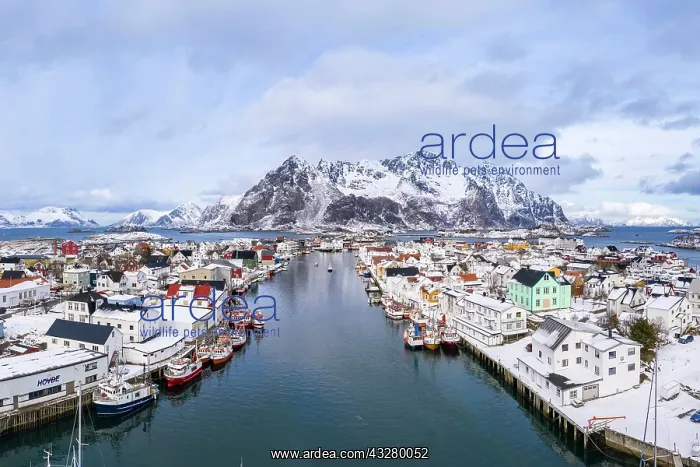 : Port in fishing village Henningsvaer, Austv&, x59f8;ya : Port in fishing village Henningsvaer, Austv&, x59f8;ya