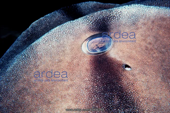: Port Jackson / Horned Shark - Close up of eye : Port Jackson / Horned Shark - Close up of eye