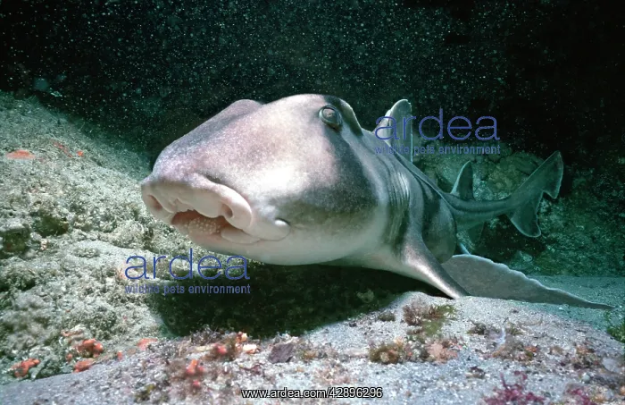 : Port Jackson / Horned Shark - Close up showing small teeth : Port Jackson / Horned Shark - Close up showing small teeth
