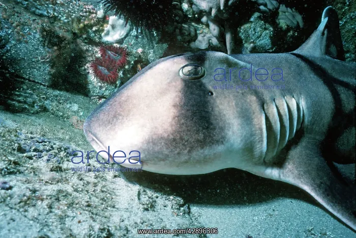 : Port Jackson / Horned Shark - A shell eater, considered : Port Jackson / Horned Shark - A shell eater, considered