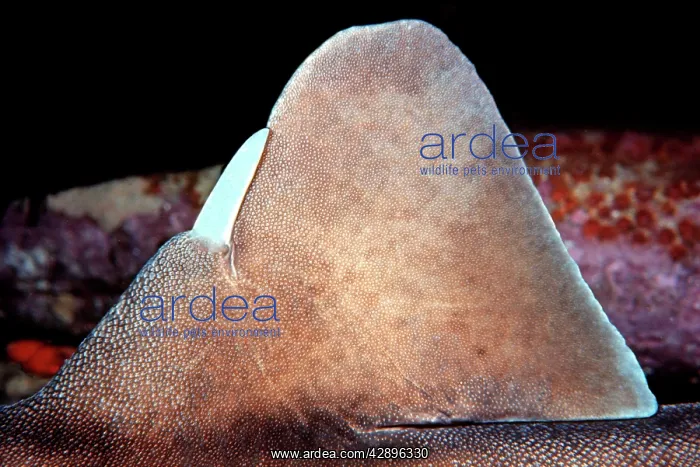 : Port Jackson / Horned Shark - Showing tusk or horn : Port Jackson / Horned Shark - Showing tusk or horn