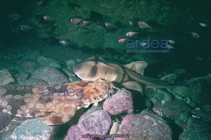 : Port Jackson / Horned Shark and a Wobbygong Shark : Port Jackson / Horned Shark and a Wobbygong Shark