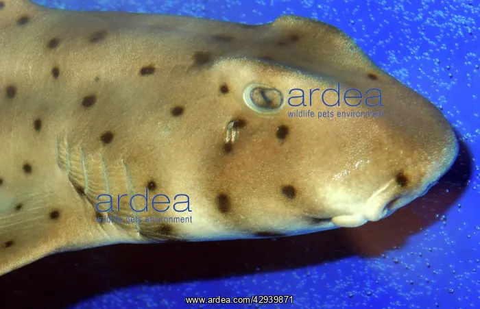 : Port Jackson Shark : Port Jackson Shark