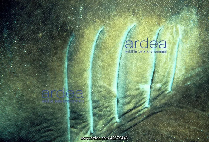 : Port Jackson Shark - showing gills : Port Jackson Shark - showing gills