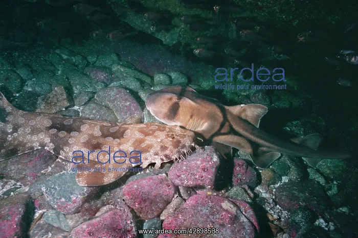 : Port Jackson Shark and Wobbygong (Orectolobus ornatus) : Port Jackson Shark and Wobbygong (Orectolobus ornatus)