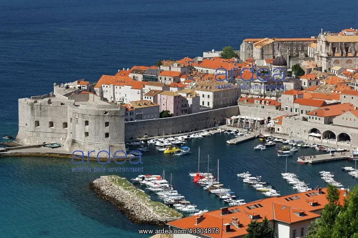 : Port of Old Town of Dubrovnik, southern Dalmatia : Port of Old Town of Dubrovnik, southern Dalmatia