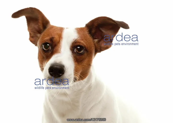 : Portait of an adorable jack russell terrier isolated : Portait of an adorable jack russell terrier isolated