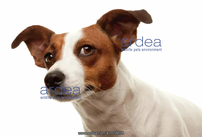 : Portait of an adorable jack russell terrier isolated : Portait of an adorable jack russell terrier isolated