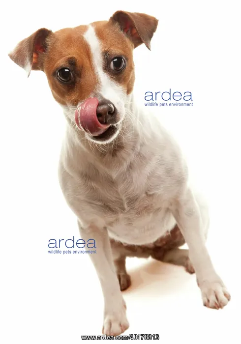 : Portait of an adorable jack russell terrier isolated : Portait of an adorable jack russell terrier isolated