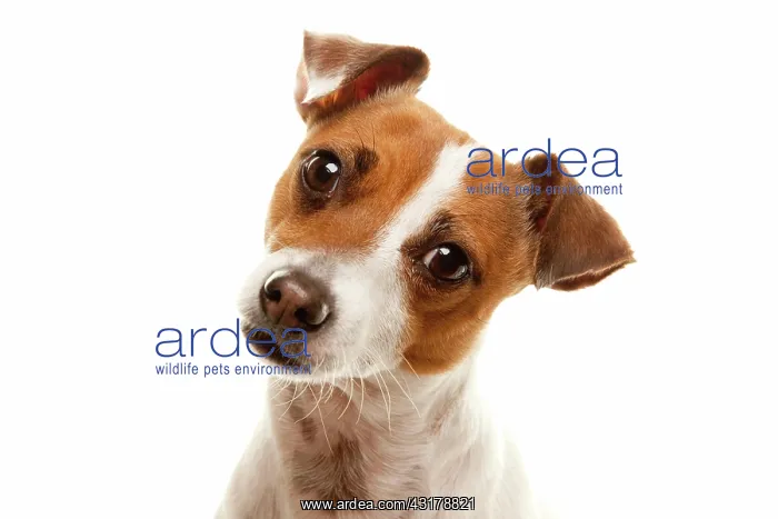  : Portait of an adorable jack russell terrier isolated