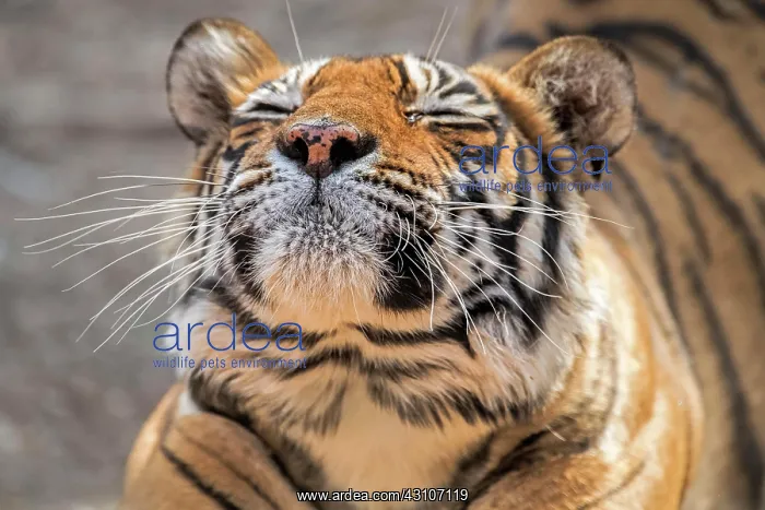 : Portait of a lazy tiger (Panthera tigris tigris) : Portait of a lazy tiger (Panthera tigris tigris)