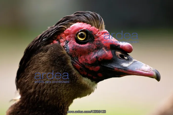 : Portait Muscovy Duck (Cairina moschata), Skagen : Portait Muscovy Duck (Cairina moschata), Skagen