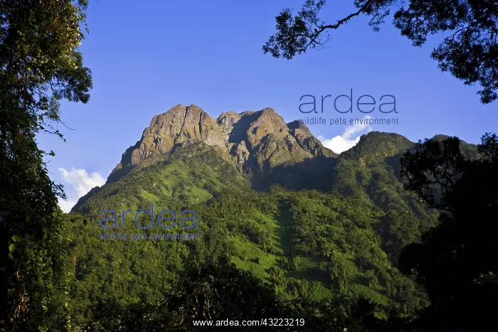 : The Portal Peaks in the Rwenzori, Uganda : The Portal Peaks in the Rwenzori, Uganda
