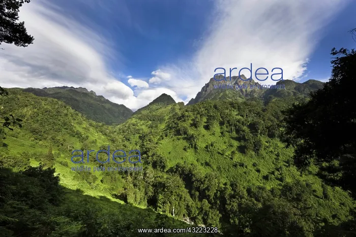 : The Portal Peaks in the Rwenzori, Uganda : The Portal Peaks in the Rwenzori, Uganda