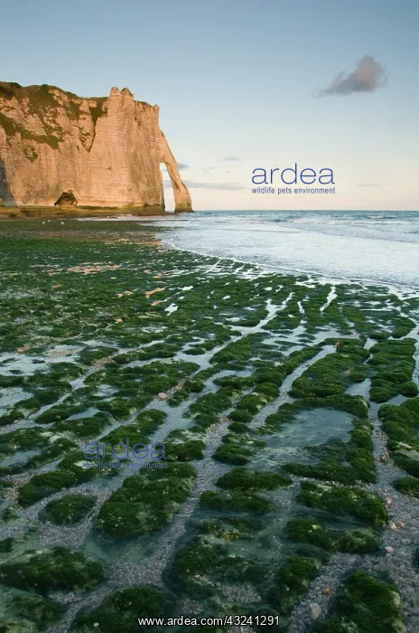 : Porte d'Aval arch, Etretat, Normandy, FRANCE : Porte d'Aval arch, Etretat, Normandy, FRANCE