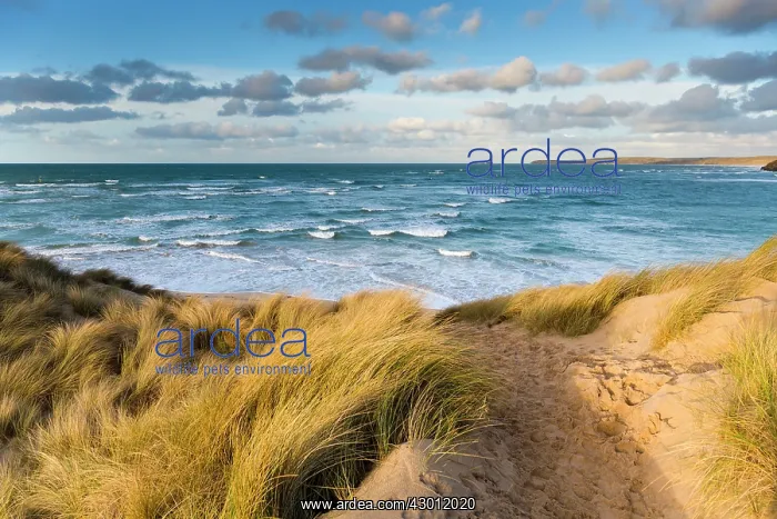 : Porth Kidney - view looking to Godrevy : Porth Kidney - view looking to Godrevy
