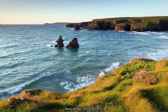 : Porthcothan - with surfers in the sea : Porthcothan - with surfers in the sea