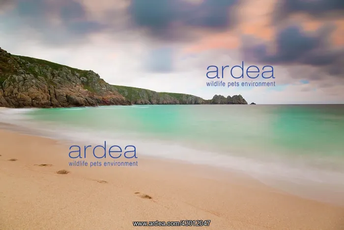 : Porthcurno Beach : Porthcurno Beach