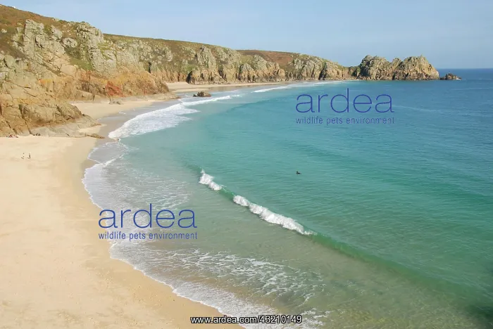 : Porthcurno Beach, Pedn Vounder Beach, South Coast : Porthcurno Beach, Pedn Vounder Beach, South Coast