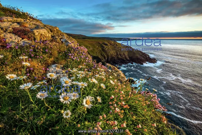 : Porthmeor Point - Looking to Pendeen - Cornwall - UK : Porthmeor Point - Looking to Pendeen - Cornwall - UK