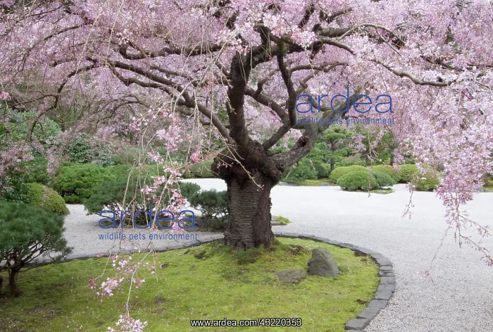 : Portland Japanese Gardern, Portland, Oregon : Portland Japanese Gardern, Portland, Oregon