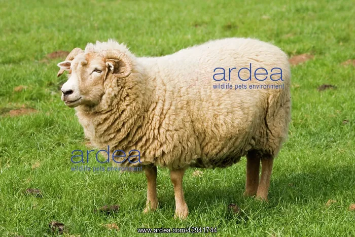 : Portland sheep - grazing : Portland sheep - grazing