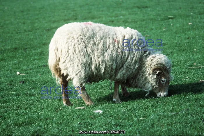  : PORTLAND SHEEP - GRAZING