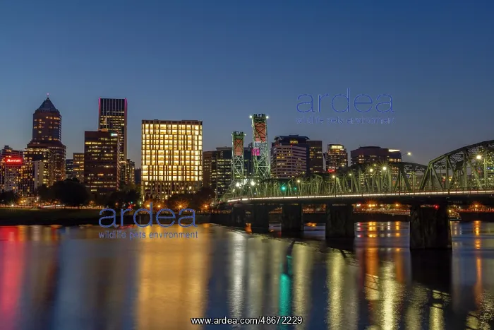 : Portland skyline from the eastside of the Willamette River : Portland skyline from the eastside of the Willamette River