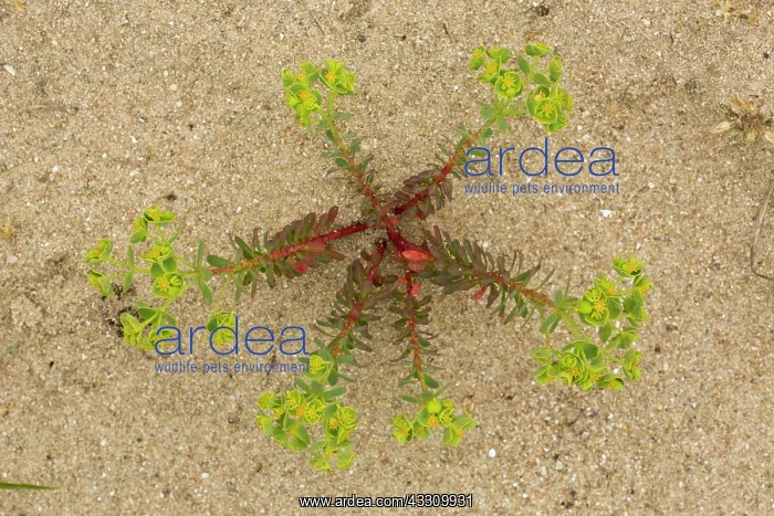 : Portland Spurge - prostrate on sand-dunes : Portland Spurge - prostrate on sand-dunes