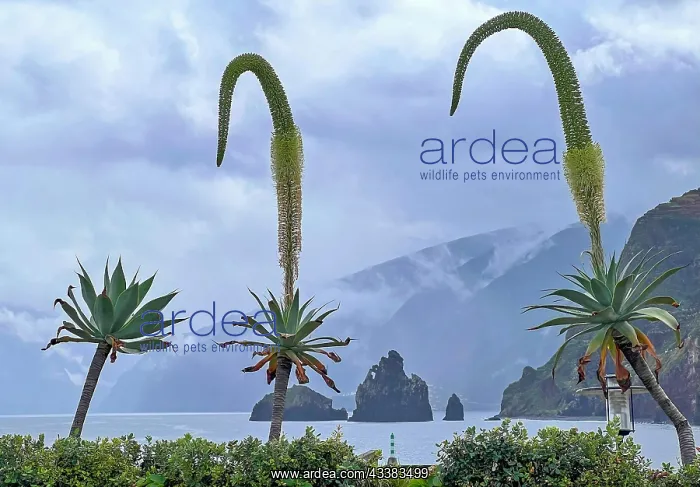 : Porto Moniz, north-west of Madeira Island, natural : Porto Moniz, north-west of Madeira Island, natural