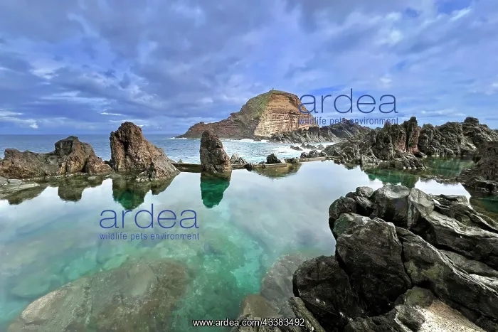 : Porto Moniz, northwest of Madeira Island, natural : Porto Moniz, northwest of Madeira Island, natural