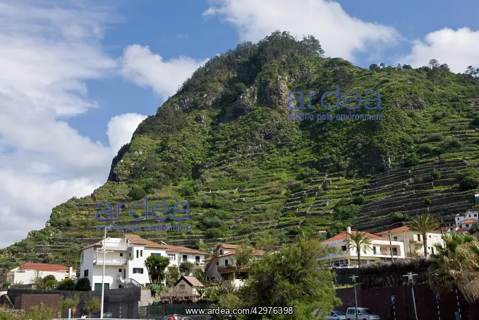 : Porto Moniz - The village of Porto Moniz : Porto Moniz - The village of Porto Moniz