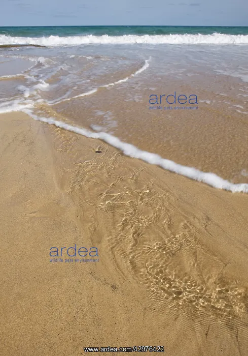: Porto Santo Island's beach - Water on a sand beach : Porto Santo Island's beach - Water on a sand beach