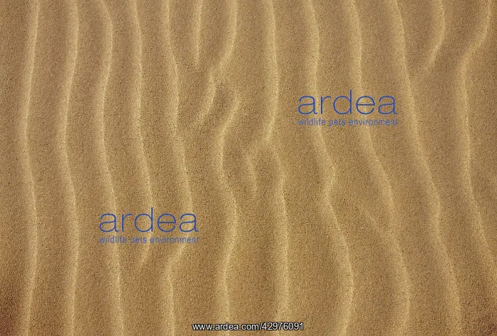 : Porto Santo Island's beach - Wind ripples on the : Porto Santo Island's beach - Wind ripples on the