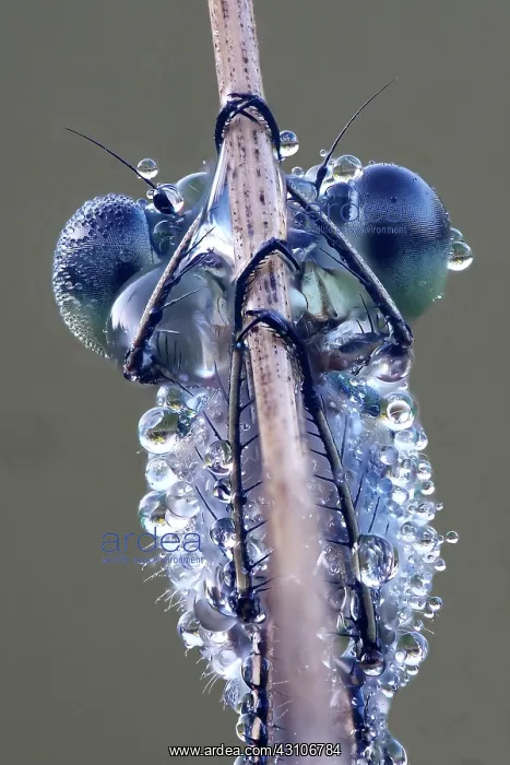 : Portrai Libelle, Emerald Damselfly (Lestes sponsa) : Portrai Libelle, Emerald Damselfly (Lestes sponsa)