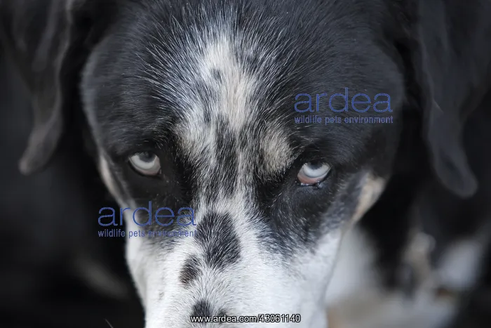 : Portrait of abandoned pets in the street France : Portrait of abandoned pets in the street France