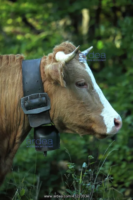 : Portrait of Abondance cow with a bell - France : Portrait of Abondance cow with a bell - France