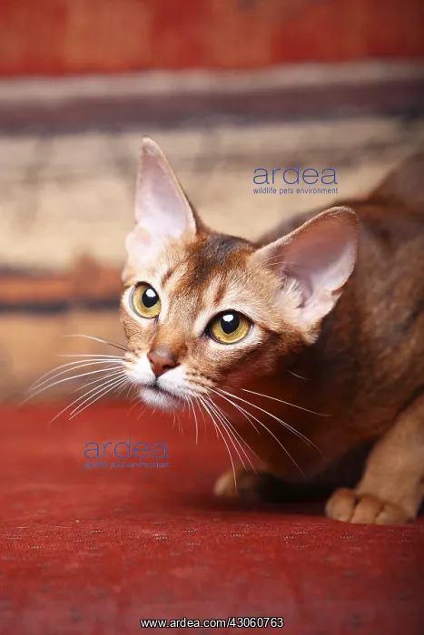: Portrait of an Abyssinian cat head down and attentive France : Portrait of an Abyssinian cat head down and attentive France