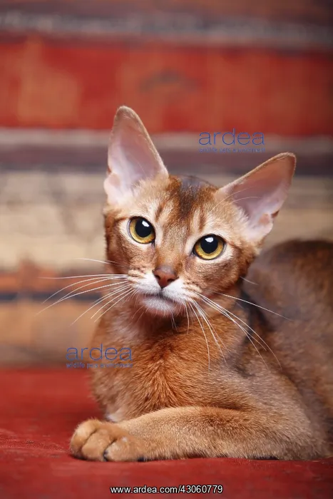 : Portrait of an Abyssinian cat sitting France : Portrait of an Abyssinian cat sitting France