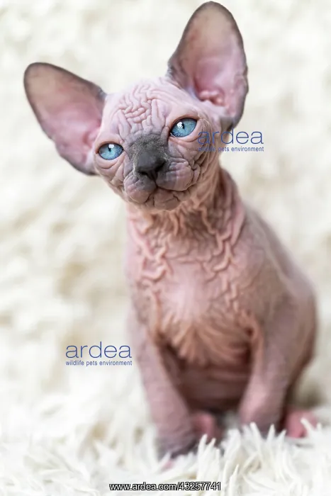 : Portrait of adorable Canadian Sphynx Cat kitten : Portrait of adorable Canadian Sphynx Cat kitten