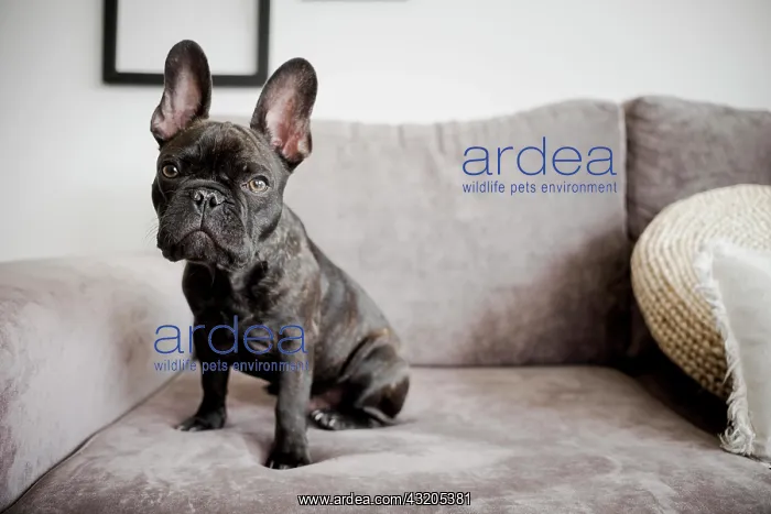 : portrait adorable french bulldog. Beautiful photo : portrait adorable french bulldog. Beautiful photo