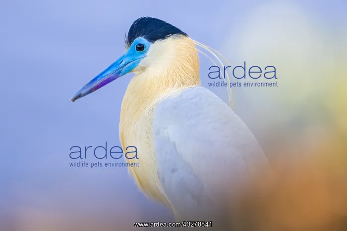 : Portrait of adult Capped Heron (Pilherodius pil : Portrait of adult Capped Heron (Pilherodius pil