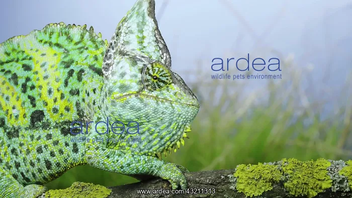  : Portrait of an adult colorful Veiled chameleon (