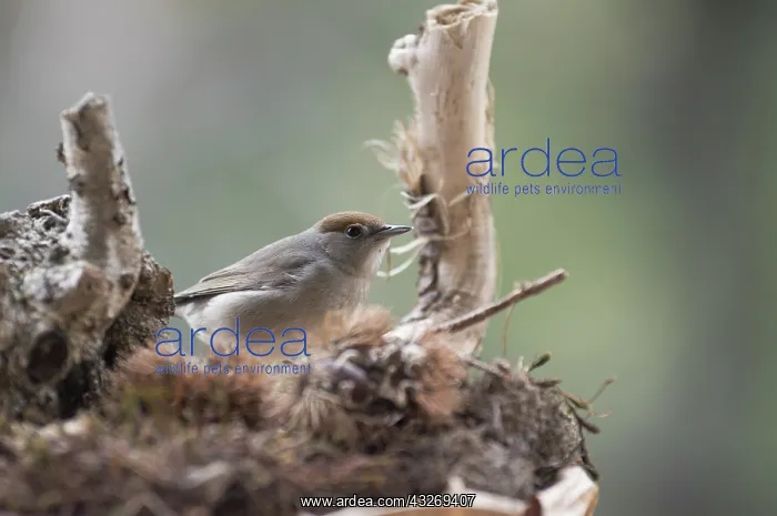 : Portrait of adult female of Eurasian blackcap (Sylvia : Portrait of adult female of Eurasian blackcap (Sylvia